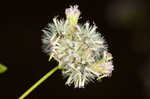 Pink thoroughwort